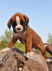 very young purebred puppy german boxer upright