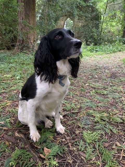 Lost black and white sales dog